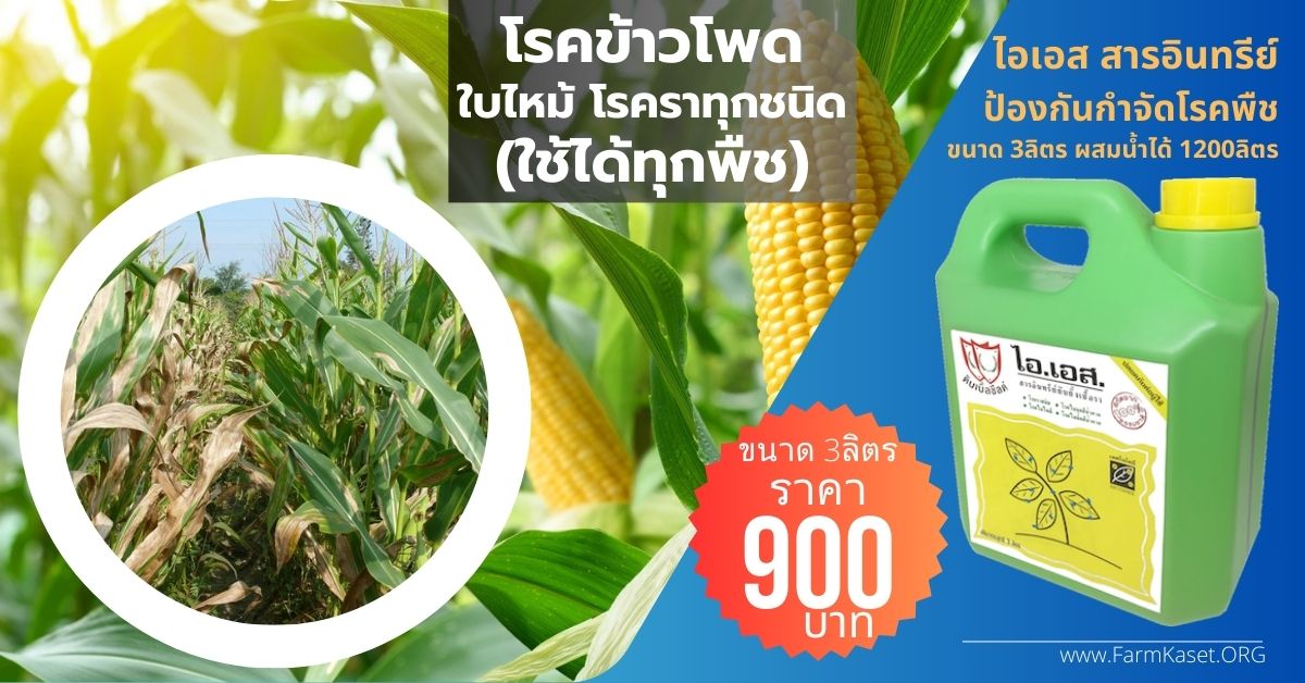 โรค ข้าวโพดใบไหม้ ราน้ำค้างข้าวโพด